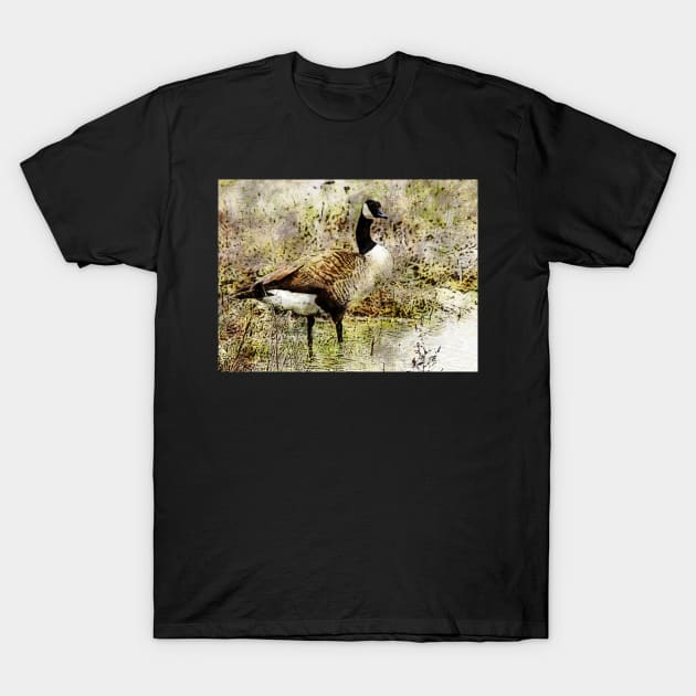 Canada goose T-Shirt by johnwebbstock